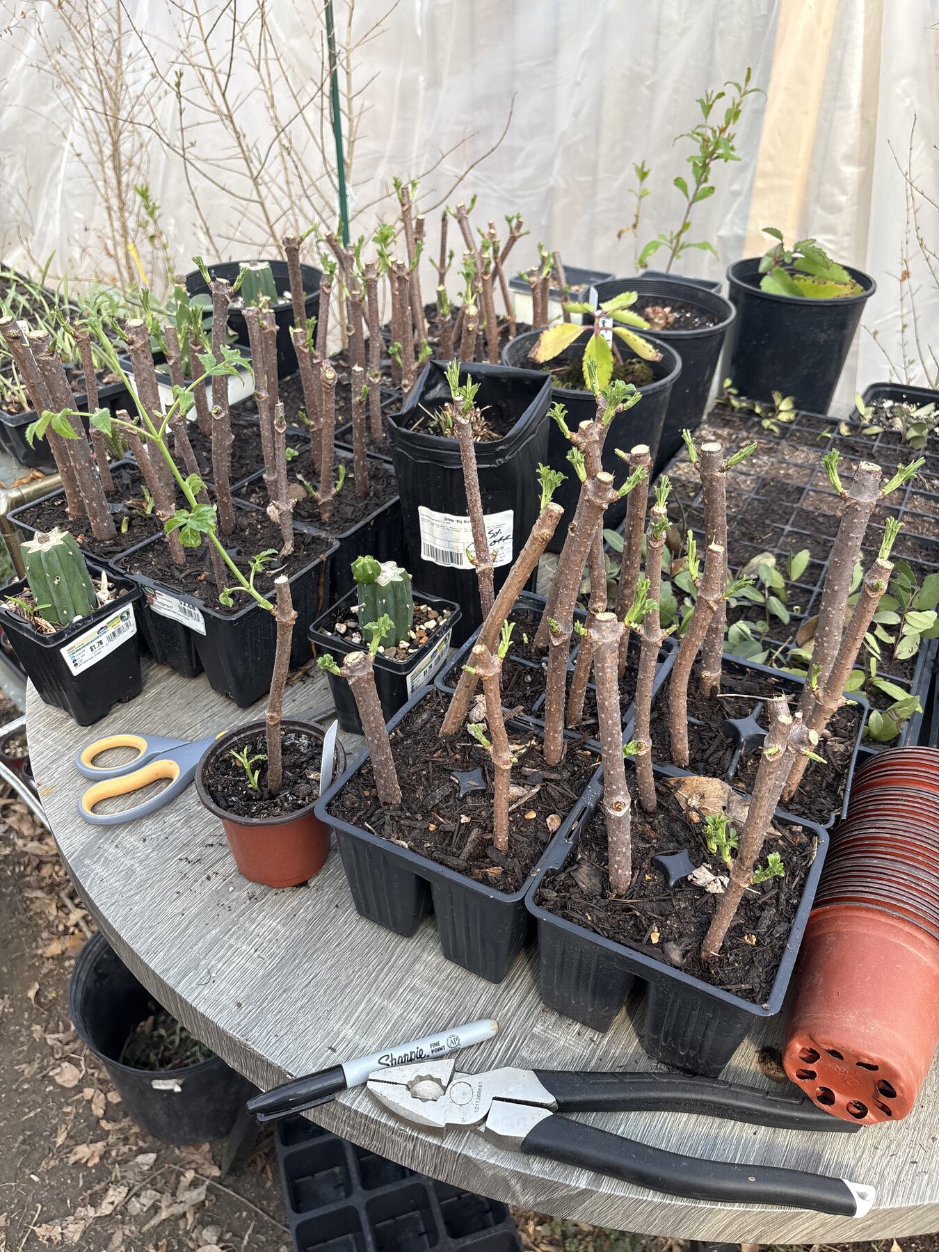 Elderberry Cultivation Guide